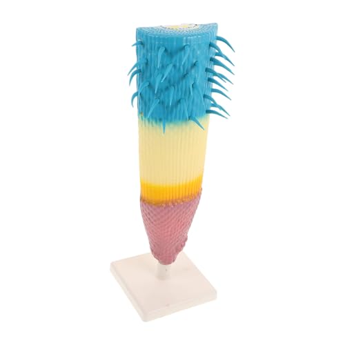 Gatuida Corn Root System Model Langlebiges Wurzelquerschnittsmodell Stabiles Pflanzenanatomie Lehrmittel Für Biologieunterricht Schüler Labor Experimente Gatuida Corn Root System Model Langlebiges Wurzelquerschnittsmodell Stabiles Pflanzenanatomie Lehrmittel Für Biologieunterricht Schüler Labor Experimente von Gatuida