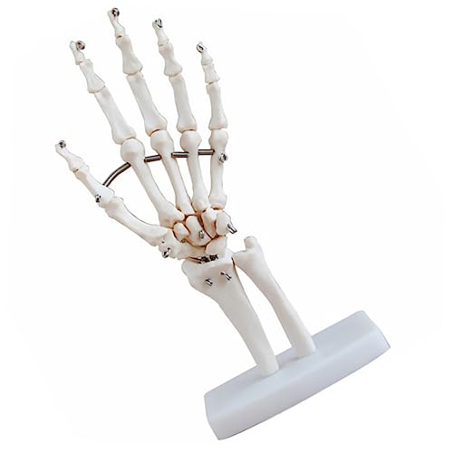 Gatuida Handgelenk Modell Handskelett Mit Gelenkmodell Anatomisches Modell Des Handskeletts Gelenke Hand Ärzte Anatomisches Modell Menschliches Anatomisches Modell Labor Puppe Weiß Pvc von Gatuida