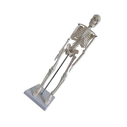 Gatuida Humanes Skelettmodell Anatomisches Modell Für Medizinische Ausbildung Yoga Und Kunst Detaillierte Darstellung Des Menschlichen Skeletts Ideal Für Lehrzwecke von Gatuida