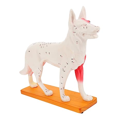 Gatuida Hunde Akupunkturpunkt Modell Anatomisches Hundemodell Hundemodelle Pädagogisches Modell Hunde Hundemodelle Tierpunkt Modell Akupunkturpunkte Modell Professionelle von Gatuida