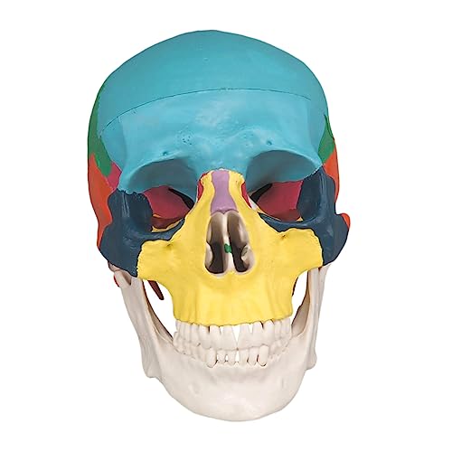 Gatuida Knochenschädel the skulls totenschädel anatomy totenköpfe Modell der menschlichen Anatomie Anatomiemodell Block abnehmbares Schädelmodell farbiges medizinisches Schädelmodell PVC von Gatuida