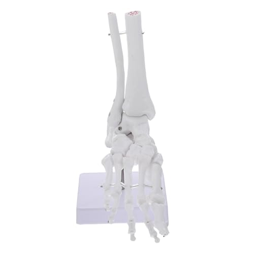 Gatuida Menschlicher Knöchel unterricht menschliches Schädelmodell Skelettknochen Skelette Studie Fußgelenkmodell Skelettmodell Fußgelenk anatomisches Modell Anatomisches PVC-Modell Weiß von Gatuida