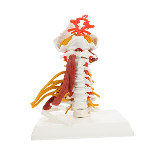 Gatuida Skelett Skelett Modell Anatomie Halswirbel Modell Menschliches Halswirbel Modell Halswirbel Menschenmodell Medizinisches Halswirbelsäulen Modell Anzeige Des Halswirbel von Gatuida