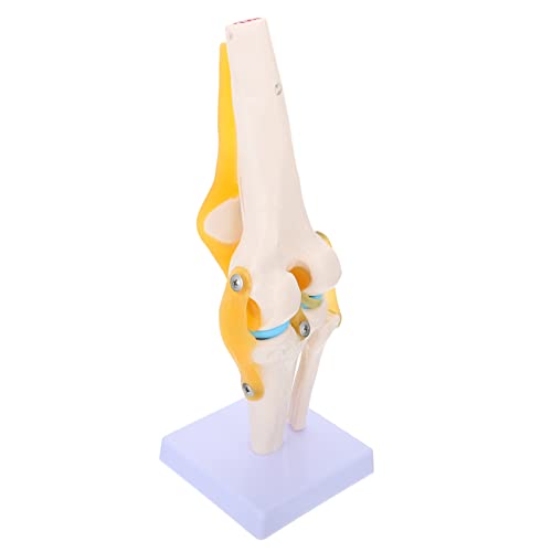 Kniemodell Simulation Kniegelenkmodell Knie Modell Skelett in Voller Größe Leben Menschlich Modelle Knie Knochen Modell Kniegelenk 3d-modell Modell Der Lendenwirbelsäule Körper Pvc Gatuida von Gatuida