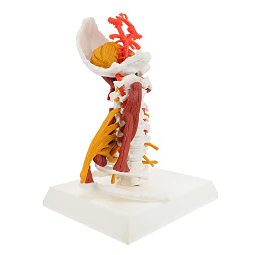 Skelett Skelettmodell Muskelmodell Des Halswirbelnervs Halswirbel Display-modell Modell Der Menschlichen Halswirbelsäule Anatomie Halswirbel Modell Zervikales Modell Pvc Gatuida von Gatuida