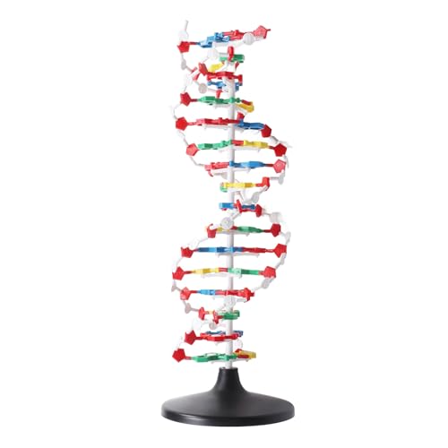 DNA-Strukturmodell, Kunststoff-pädagogisches DNA-Doppelhelix-Modell, Lehrmittel, DNA-Anzeigemodell für Biologie-Unterrichtsräume und pädagogische Demonstrationen von Gearwell