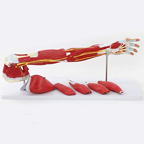 3D-Wissenschaft Anatomie des Menschen Obere Extremität Muskel Gefäßnerv Modell Arm Muskelbewegung Anatomisches Modell Medizinische Lehre 71 * 9 * 17Cm,Medizinische von Generic