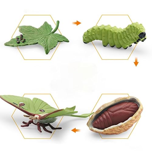 4 Stück Insekt Diagramm, Insekt Lebenszyklus Wachstum Modell Realistische Tier-Diagramm, Biologische Wissenschaft Modell, Insekt Bildung Wachstumsstufe Modell Kunststoff-Insekten von Generic