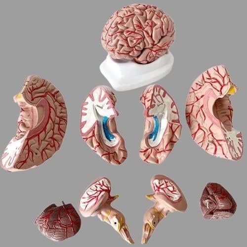 8-teiliges Gehirnmodell aus Fiberglas, mit Magneten und Ständer aus Fasern, für Anatomieunterricht von Generic