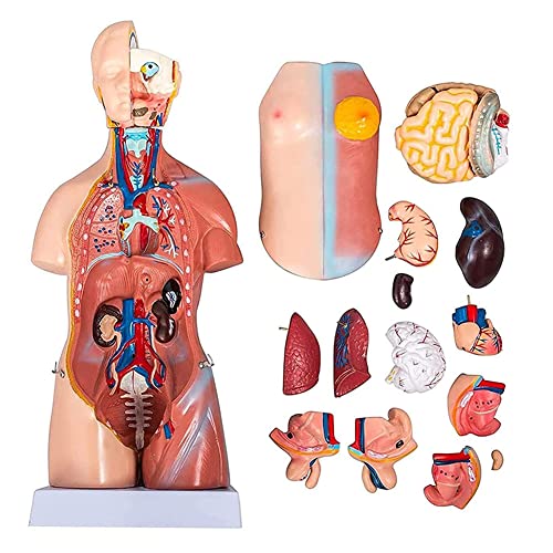 Anatomiemodell, Menschliches Modell, 45 cm, Modell des Menschlichen Körpers, Anatomisches Modell, Anatomie, Modell Menschlicher Organe, Medizinische Innere Organe von Generic