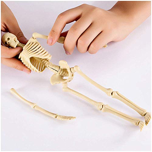 Anatomisches, Mini-Modell des menschlichen Skeletts. Aufbau der menschlichen Skelettstruktur. Miniaturmodell. Lehrmodell des anatomischen Skeletts von Generic