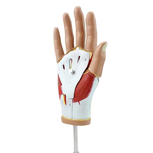 Anatomisches Modell Der Handanatomie - Medizinisches Anatomisches Handmodell Mit Bändern, Sehnen, Neurovaskulär - Abnehmbare 4-Teilige Anatomie Der Menschlichen Hand, Gefäßmuskel von Generic