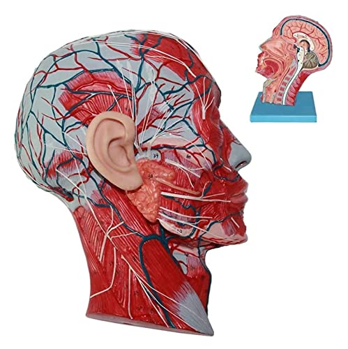 Anatomisches Modell des Gehirns, Sagittalabschnitt, Hirnnervkopf, Anatomisches Modell, Menschliches Anatomisches Modell, Wissenschaft von Generic