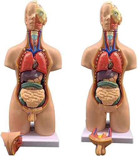 Anatomisches Modell des Menschen, 4D-Modell Der Menschlichen Organmontage, 55 cm, Inneren Organe Der Menschlichen Anatomie, Anatomieunterricht von Generic