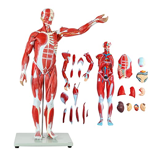 Anatomisches Muskelmodell, 78 cm, Wissenschaft Der Menschlichen Anatomie, Abnehmbares Modell, Muskelmodell von Generic