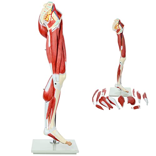 Beinmodell Anatomisches Modell Der Beinmuskulatur 87 cm Großes Muskelanatomiemodell Mit 12 Abnehmbaren Arterien Und Venen An Der Basis Montiert Muskel von Generic