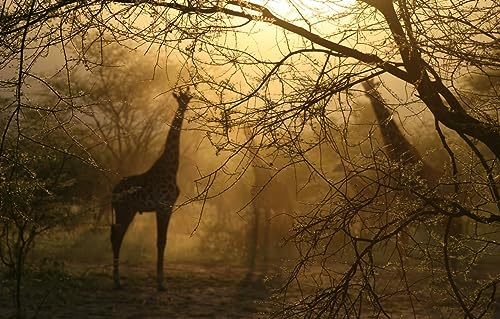 Erwachsene Puzzle, Klassisches 3D Holz Puzzle 1000 Teile Giraffen Im Waldnebel Holzpuzzles 75X50Cm von Generic