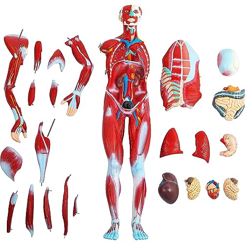 Halblebensgroßes Menschliches Muskelmodell, 80 cm, Anatomisches Modell des Muskels, 27 Teile Mit Abnehmbaren Organen Zum Lernen, Unterrichten, Erklären Der von Generic