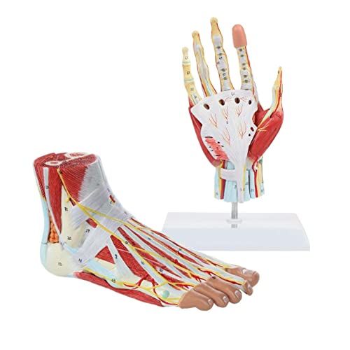 Hand Und Fuß - Anatomiemodell-Set, 2-Teilig - Anatomisches Modell Der Fußhand Mit Darstellung Von Muskeln, Bändern, Nerven Und Arterien, 9 Abnehmbare von Generic