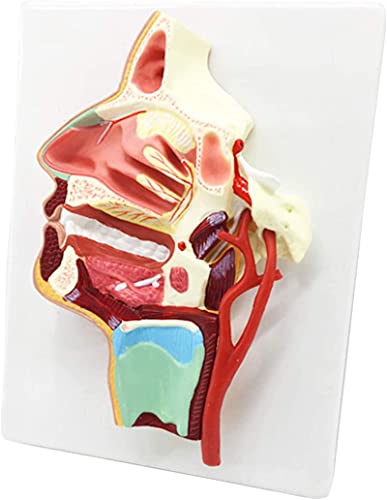 Körpermodell, Anatomiemodell, Mund-, Nasen-, Rachen-, Gefäß- Und Nervenmodell – Modell Menschlicher Organe, Mund-, Nasen-, Rachen-, Anatomiemodell – PVC-Material, Mediales Gefäß von Generic