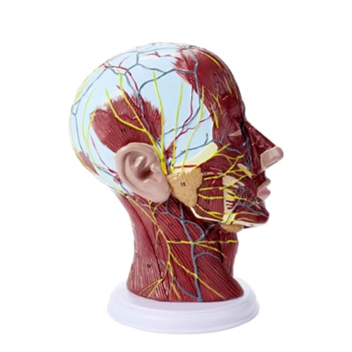 Kopf-Hals-Modell, Oberflächlicher Nerv, Gefäßmuskel, Mensch, Schädel Mit Muskel- Und Nervenblutgefäß, Lehrmaterial Für Die Schule von Generic