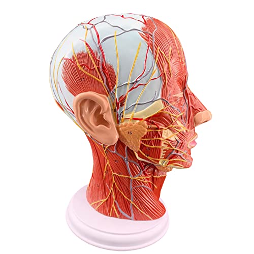 Kopf Hals Oberflächliche Nerven Gefäß Muskel Modell Menschlicher Schädel Mit Muskel Und Nerven Blutgefäß Schule Medizinische Lehr von Generic