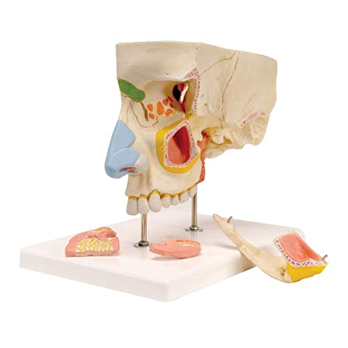 Lehrmodell, Anatomisch Vergrößertes Modell Der Nase Und Der Nasennebenhöhlen, Anatomiemodell des Menschen Mit In 5 Teile Unterteilten Nasennebenhöhlen von Generic