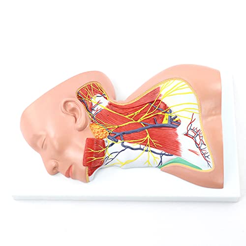 Menschlicher Hals, Schädel, Oberflächliche Neuromuskuläre Haut-Modell Für Lehrwerkzeug, Lehrmittel, Lernmodell von Generic