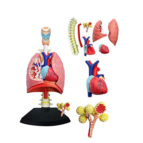 Menschlicher Körper Lungenmodell - Anatomisches Modell des Herzens Und Der Lunge Von - 27 Abnehmbare Teile Medizinisches 3D Puzzle-Zusammenbauspielzeug von Generic