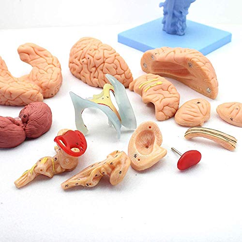 Menschliches Gehirn Anatomisches Modell 15-Parts Life Size Neurologisches System Modell Von Interventriculare Zerebelläre Modell von Generic