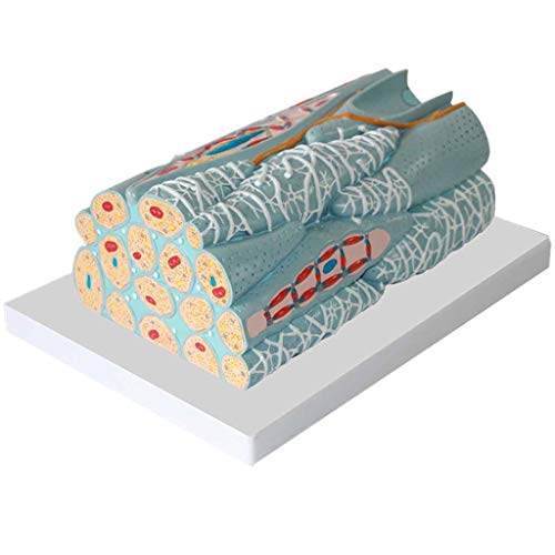 Menschliches Glattes Muskelmodell, Wissenschaftliches Modell Der Menschlichen, Modell Der Glatten Muskulatur, Glatter Muskulatur, Nicht Gestreifter Muskel Für Den Unterricht von Generic