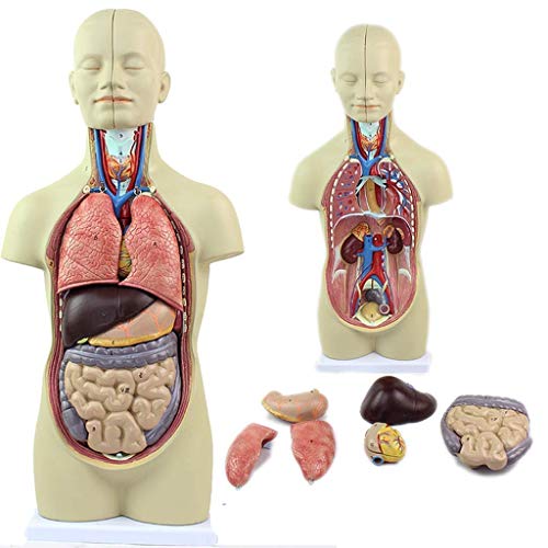 Menschliches Torsomodell, Menschliches Anatomisches Modell Aus 12 Teilen À 43 cm von Generic