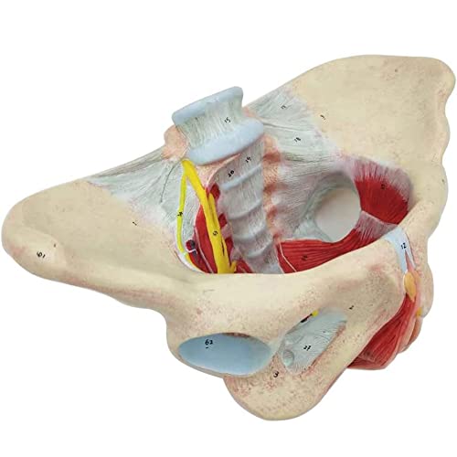 Modell Weibliches Beckenmodell Mit Beckenbodenmuskulatur, Medizinisch, Anatomisch, 1:1 Digitales Beckenknochenmodell Mit Neuromuskulärem Geeignet Für Unterricht Und Demonstration von Generic