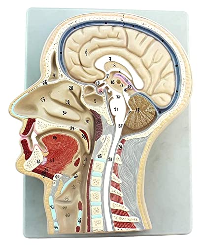 Modell des Menschlichen Körpers, Anatomisches Modell des Menschen, Mittlerer, Gehirnmodell, Hals-Nasen-Ohrenheilkunde, PVC, Gehirnmodell von Generic