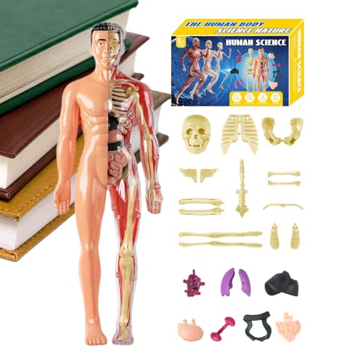 Modell des menschlichen Körpers 3D | Modell menschliche anatomische Brust, pädagogische Werkzeuge für Lehrer Wissenschaft Schüler Mädchen Kinder zu Hause Schule Klassenzimmer Modell des menschlichen Körpers 3D | Modell menschliche anatomische Brust, pädagogische Werkzeuge für Lehrer Wissenschaft Schüler Mädchen Kinder zu Hause Schule Klassenzimmer von Generic
