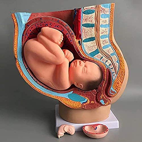 Modelle Skelett Modell Becken Mensch in der Schwangerschaft, Medizinisch Anatomisch. Schwangerschaft Mann Weibliche Dock mit Schwangerschaft. Modell Fötus Baby 9 Monate mit abnehmbaren Organen von Generic