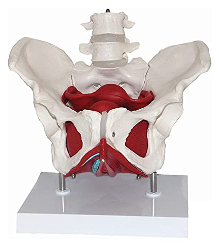 Organmodell Beckenskelettmodell – Anatomisches Modell – Lebensgröße Mit Beckenbodenmuskulatur. Anatomisches Modell von Generic