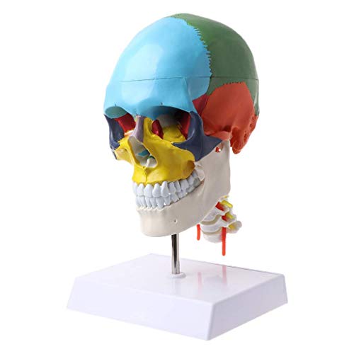 Pädagogisches Modell Menschliches Anatomie-Skelett Anatomisches Modell Mit Farbigen Halswirbel-Skulptur Medizinische Versorgung, Medizinische Modelle von Generic