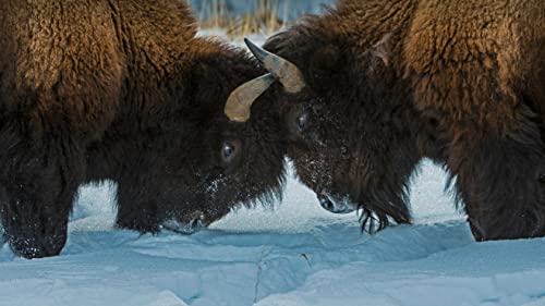 Puzzel Für Erwachsene Amerikanischer Bison Im Yellowstone-Nationalpark, Wyoming, Usa 75 * 50Cm von Generic