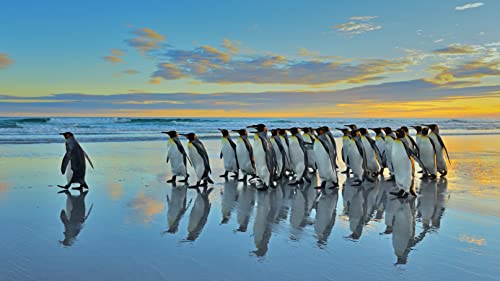 Puzzel Für Erwachsene Königspinguin, Falklandinseln 75 * 50Cm von Generic