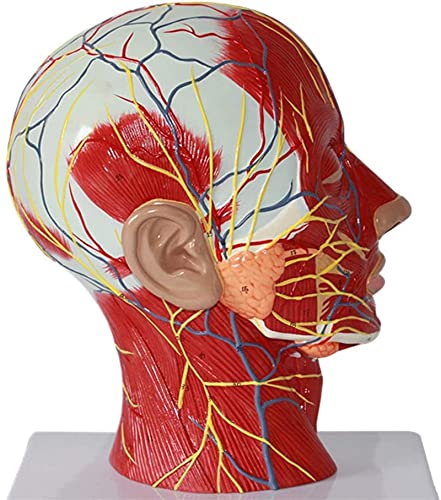 Skelett, Körpermodell Modell Skelett Menschlicher Schädel Halsmodell - Wissenschaftliche menschliche Anatomie - Sagittalplan Modell Muskel Superficial Nerv Modell Anatomie Muskel Skelett von Generic