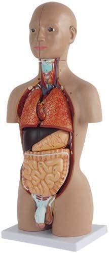 Skelettmodell, 50 cm, Torsomodell, Modell Der Organstruktur Der Menschlichen Anatomie, Mit Lehrhilfe Für Abnehmbare Organe von Generic