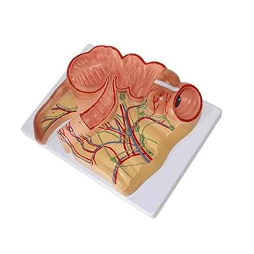 Skelettmodell Anatomiemodell Menschliche Anatomie Lehrmodell Rektalorganmodell Modell Verdauung von Generic