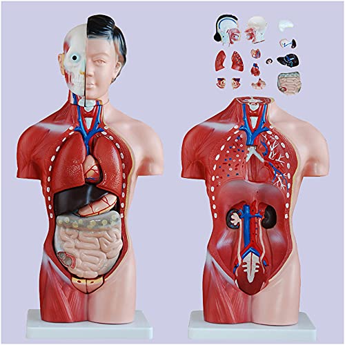 Torsomodell des Menschlichen Körpers, Anatomisches Modell des Menschlichen Organs, Weiblicher Torso, Für Das Studium, Lehr- Und Ausstellungsmodell von Generic