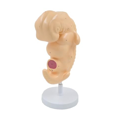 Vergrößertes Menschliches Embryo-Modell, 50-Fach, 4. Woche, Fetusentwicklung, Anatomisches Modell, Bildungsausrüstung, Lehrressourcen von Generic