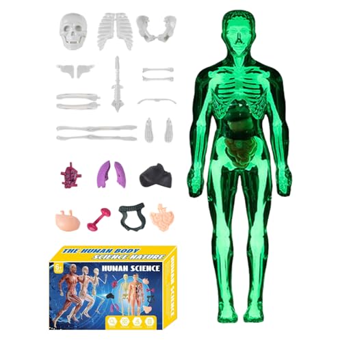 3D-Modell der menschlichen Anatomie für – Modell des menschlichen Skeletts, Lernspielzeug für Lehrer, Schüler, , Mädchen, Klasse Haus, Kunst und Wissenschaft 3D-Modell der menschlichen Anatomie für – Modell des menschlichen Skeletts, Lernspielzeug für Lehrer, Schüler, , Mädchen, Klasse Haus, Kunst und Wissenschaft von Générique