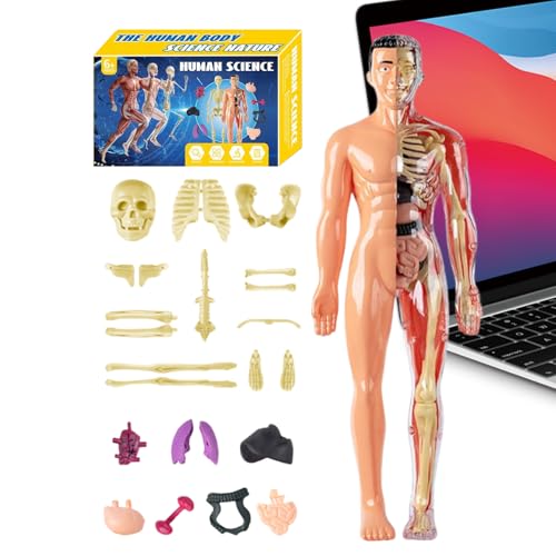 Anatomisches Modell für den menschlichen Körper, 3D für Kinder – Modell des menschlichen Skeletts, Lernspielzeug – Lernset für Lehrer, Schüler, , Mädchen, Klasse Haus, Kunst und Wissenschaft Anatomisches Modell für den menschlichen Körper, 3D für Kinder – Modell des menschlichen Skeletts, Lernspielzeug – Lernset für Lehrer, Schüler, , Mädchen, Klasse Haus, Kunst und Wissenschaft von Générique