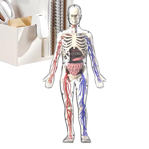 Human Body Model, 4D Transparent Skeleton Human Body, 5,91 x 2,36 Zoll Leuchtende Figur, Bedroom Display, Bildung Desk Ornament Ideal für Tochter und Sound von Générique