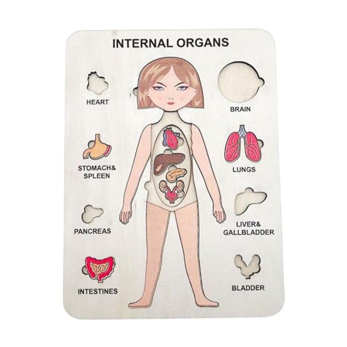 Körperpuzzles für – Menschliches Körperpuzzle aus Holz | Lernpuzzle für den menschlichen Körper, Vorschulspiel für menschlichen Körper, zum Lernen der Teile des menschlichen Körpers Körperpuzzles für – Menschliches Körperpuzzle aus Holz | Lernpuzzle für den menschlichen Körper, Vorschulspiel für menschlichen Körper, zum Lernen der Teile des menschlichen Körpers von Générique