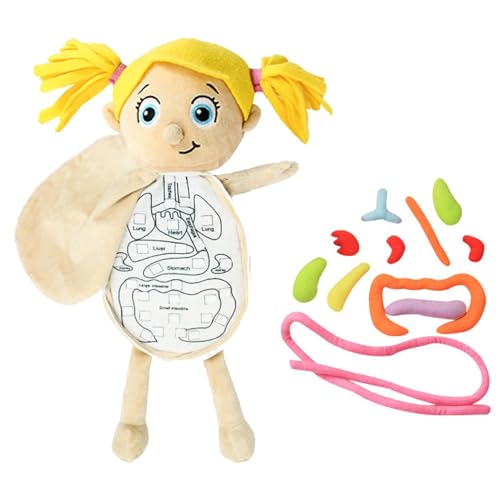 Physiologisches Lernspielzeug - Anatomie des menschlichen Körpers, 3D-Orgelspielzeug-Set | Wissenschaftliches Lernen Body Anatomy Awareness Tools Student, Body Organ Awareness Tenking Tools for G Physiologisches Lernspielzeug - Anatomie des menschlichen Körpers, 3D-Orgelspielzeug-Set | Wissenschaftliches Lernen Body Anatomy Awareness Tools Student, Body Organ Awareness Tenking Tools for G von Générique